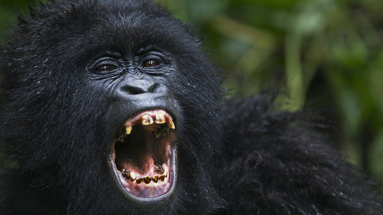 Silverback gorilla black-and-white portrait