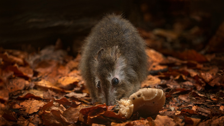 A long-nosed potoroo (Potorous tridactylus) eating fungus