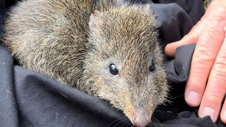 Close-up of someone holding a critically endangered Gilbert's potoroo