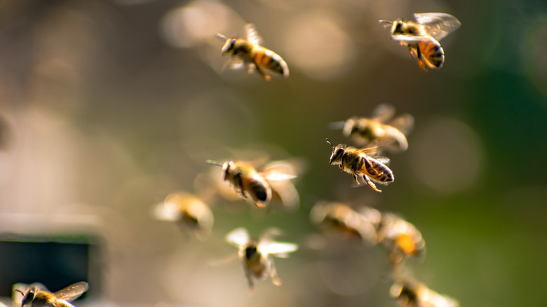 A group of honeybees in flight