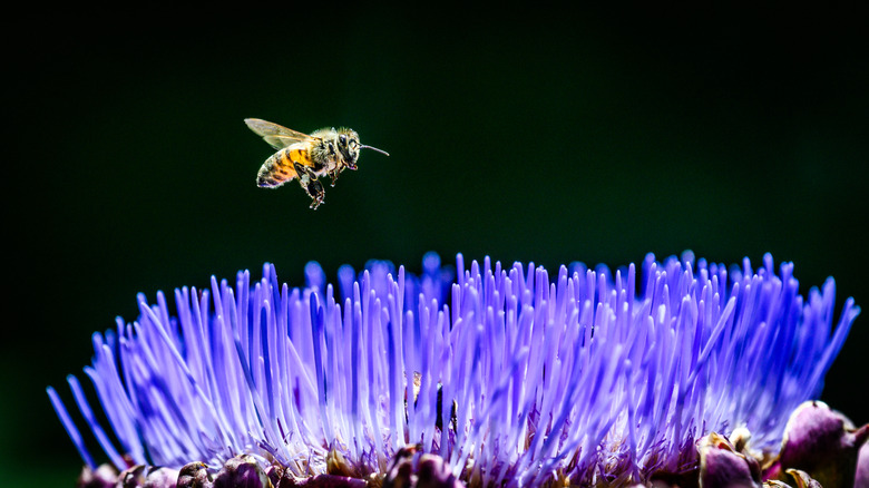 A bee flying above a purple flower