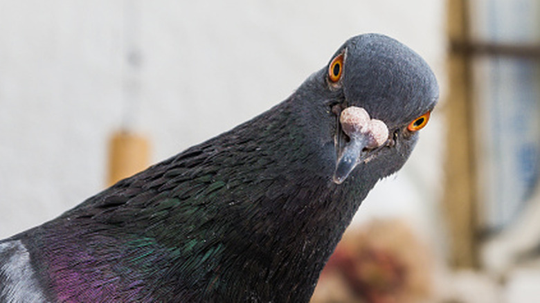 Pigeon looking into the camera