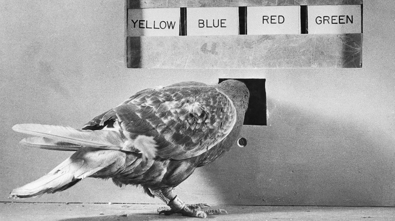 B.F. Skinner training a pigeon to match a colored light with the corresponding colored panel to get food
