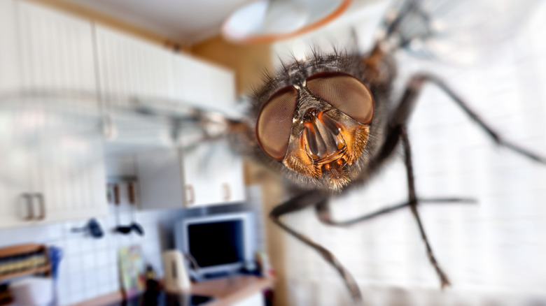 Close-up of a fly flying through a kitchen