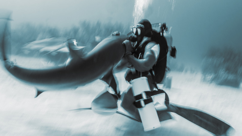Scuba diver grabbing shark around its eyes