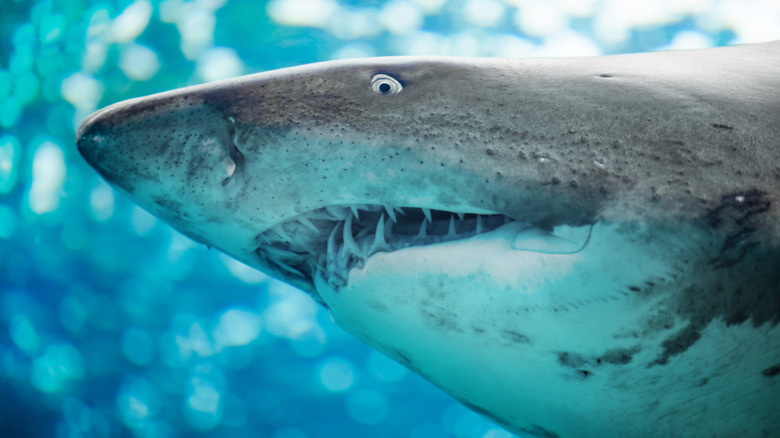 Head of sand shark, pointed nose and angled teeth with grey eye