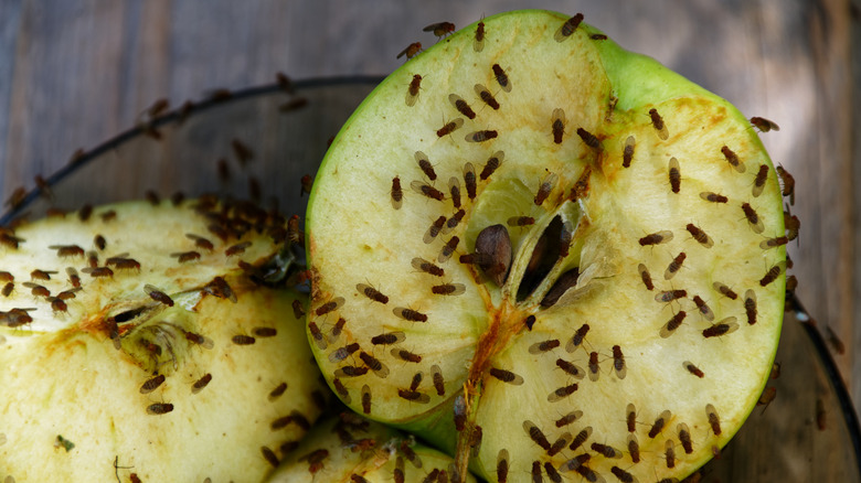 A lot of fruit flies feeding on a green apple cut in half