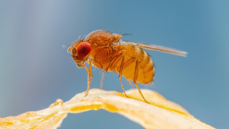 Close-up of a tropical fruit fly