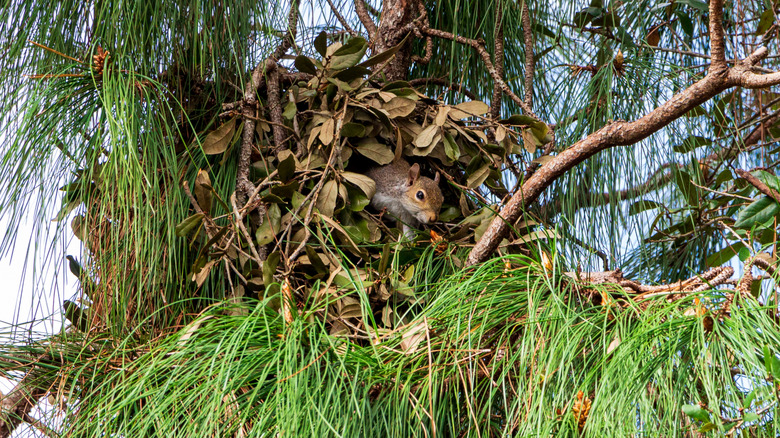 squirrel emerging from its drey