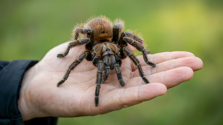 White outstretched hand holding a tarantula spider