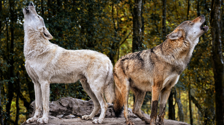 pair of gray wolves howling