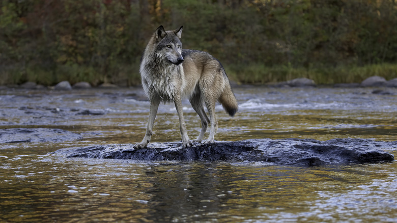 gray wolf standing on rock in river
