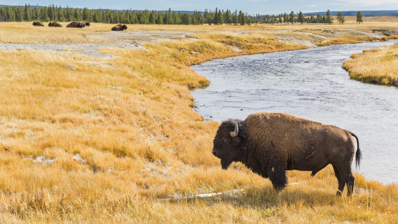 bison by river in Yellowstone National Park