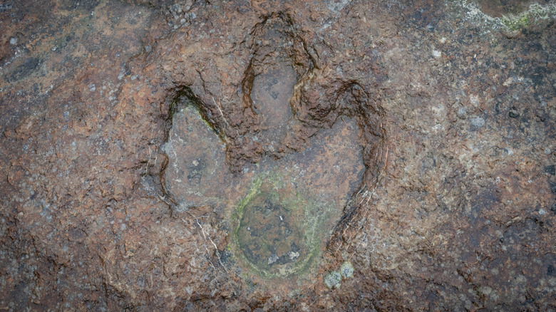 Example of claw print fossil imprinted in rock