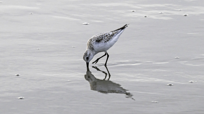 sandpiper hunting for food on a beach