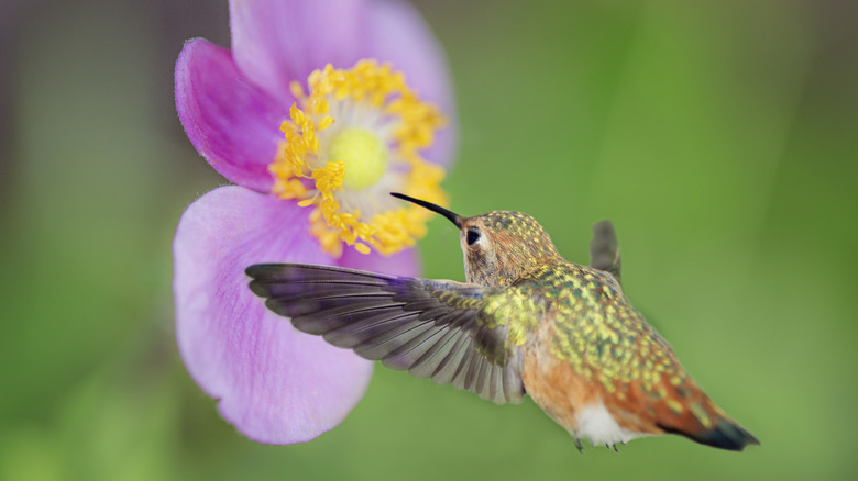 Allen's hummingbird drinking nectar from a flower