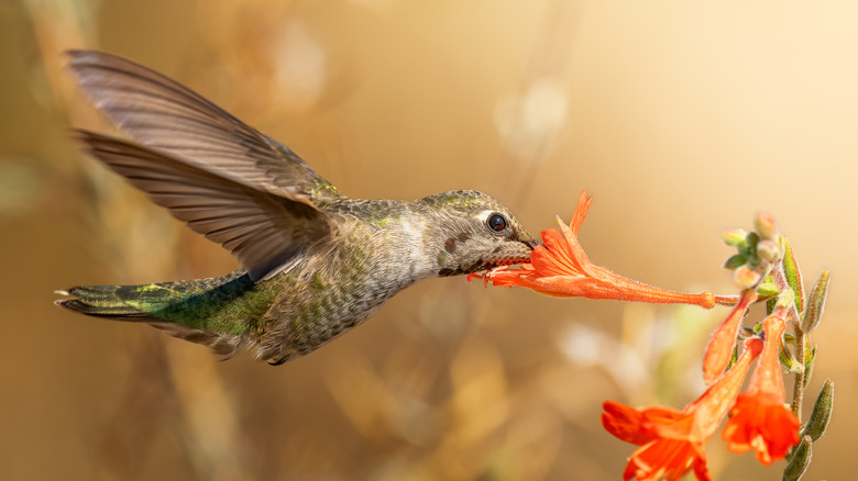 A hummingbird dips its beak into a flower against an orange background