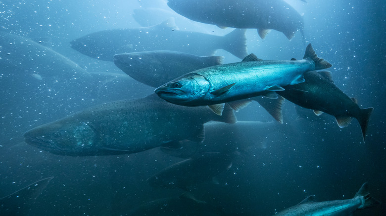 wild salmon in the Columbia River