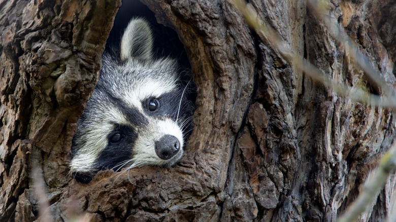 A raccoon peaking its head out of a tree.