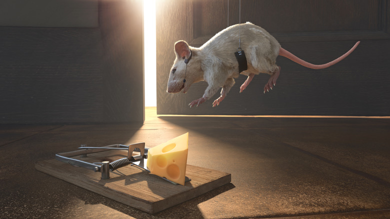 Concept of a mouse in a harness hanging from wires above a mouse trap with cheese like a spy