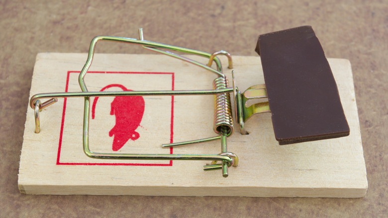 A mouse trap baited with a piece of chocolate