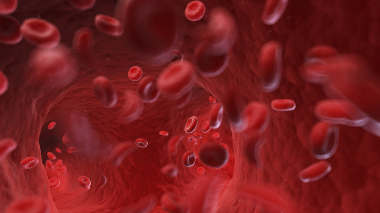 Blood cells are shown suspended inside an artery
