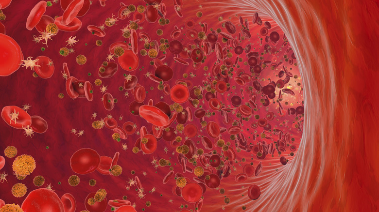 Blood cells travel through the inside of a blood vessel