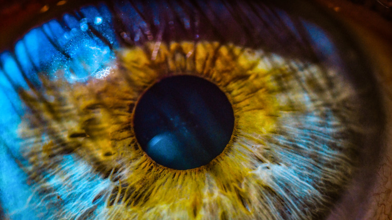 An extreme closeup of a human eye reveals the detail of a yellow and blue iris around the pupil