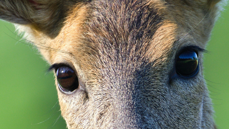 close up on the eyes of a deer