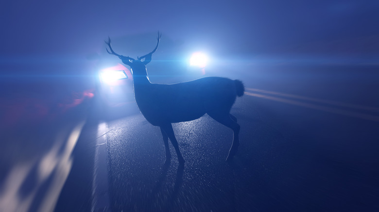 illustration of deer freezing in front of car headlights