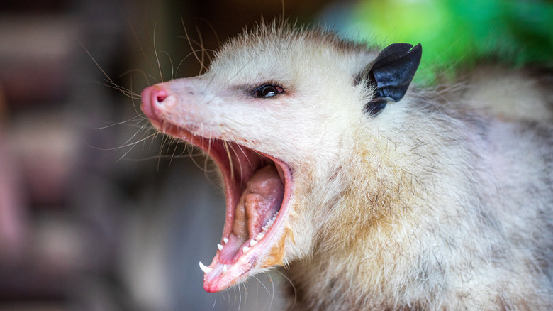 Opossum with its mouth open and hissing