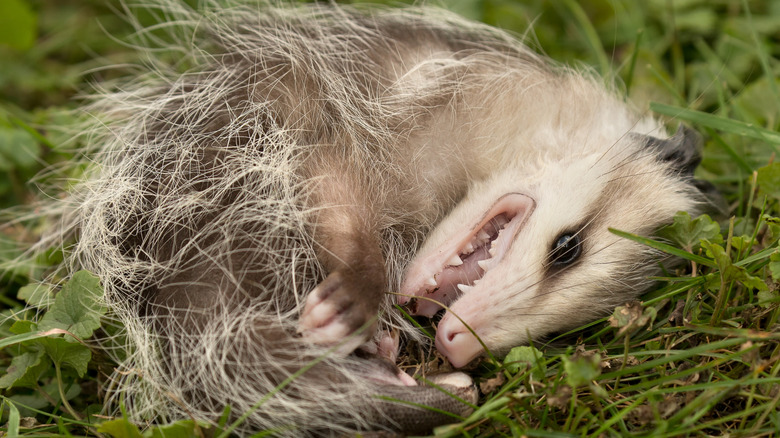 Opossum feigning death (thanatosis)