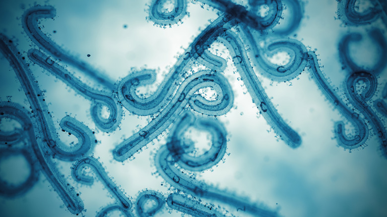 Microscopic image of the Marburg virus.