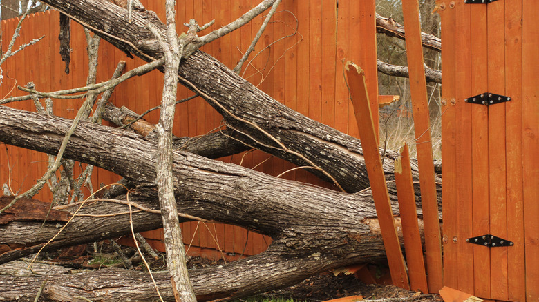 Fence damaged by tree that fell during a storm