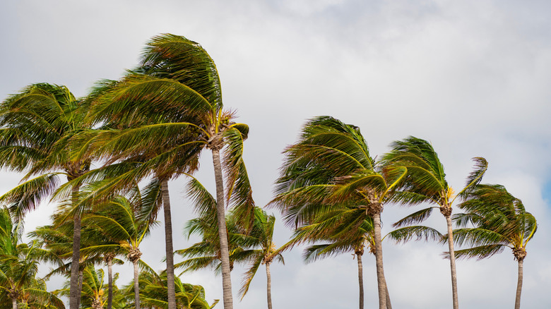 Palm trees swaying in a strong wind