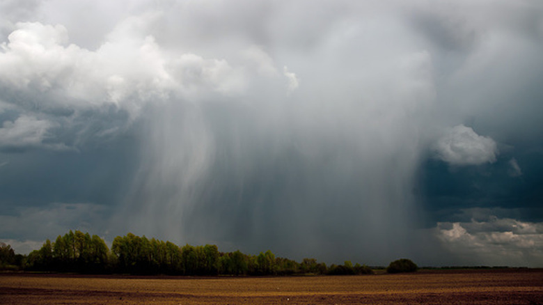 Thunderstorm dropping heavy rain on trees