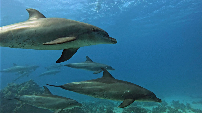 A group of dolphins swimming underwater