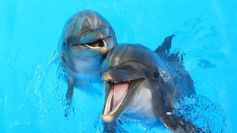 Two dolphins with their heads out of the water with their mouths open