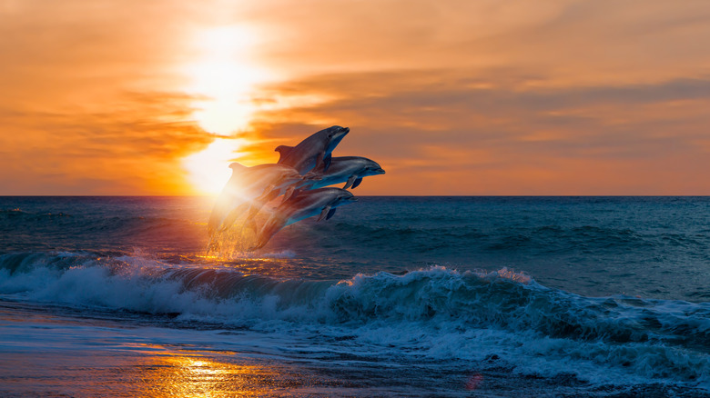 Dolphins jumping out of ocean waves at sunset