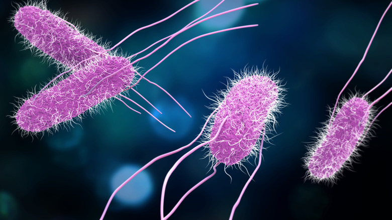 3D illustration of salmonella bacteria