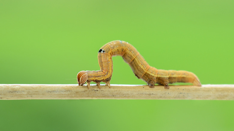 Inchworm Life Cycle
