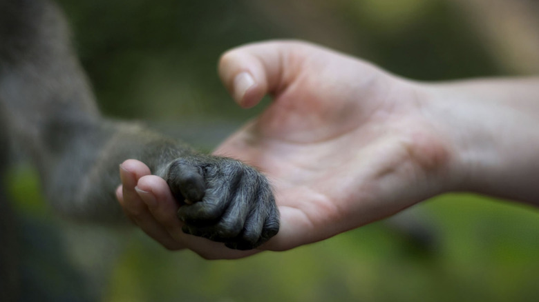 Human hand holding small black ape hand with curled fingers
