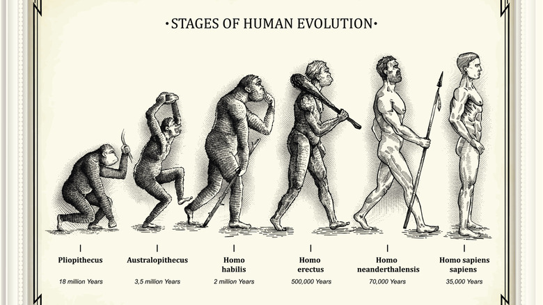Graphic depiction of six stages of human evolution from primitive to upright