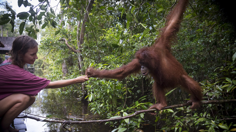 Woman on river boat reaches out to touch hand of outstretched orangutan