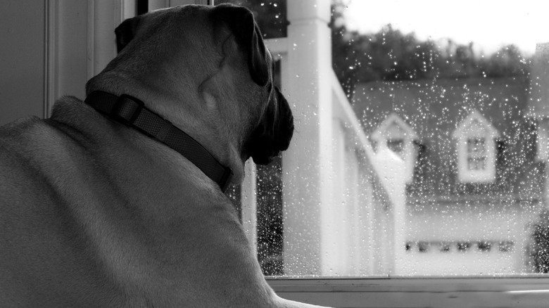 Dog looking out a glass door during a rainstorm