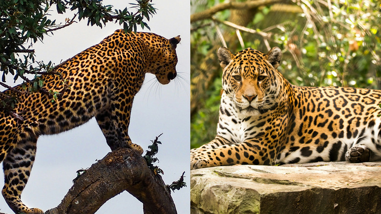 A leopard (left) and jaguar (right)