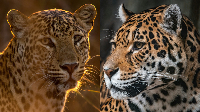A leopard (left) and jaguar (right)
