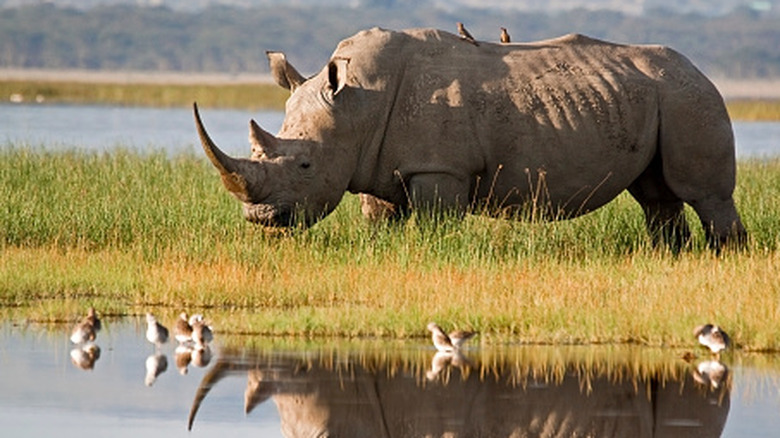 Najin the northern white rhino stands on grass at the Ol Pejeta Conservancy in Kenya