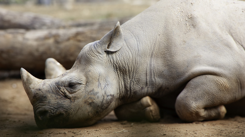 A white rhinoceros rests it head on the ground