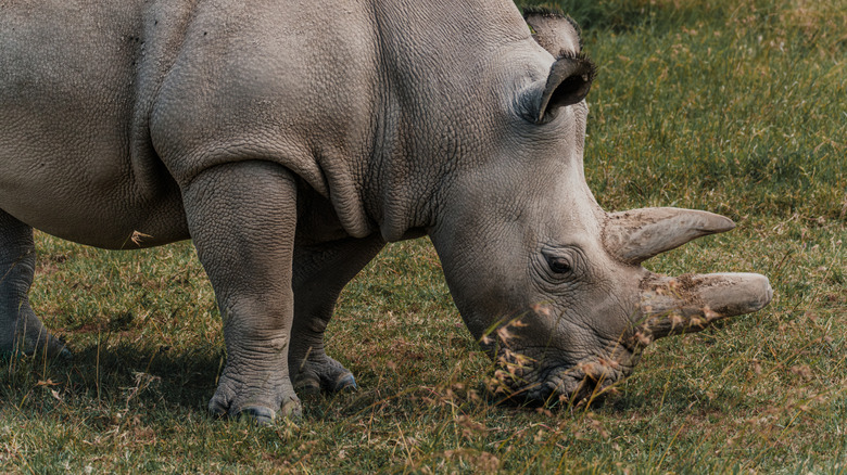 Fatu the northern white rhino is seen standing on grassland at the Ol Pejeta Conservancy in Kenya